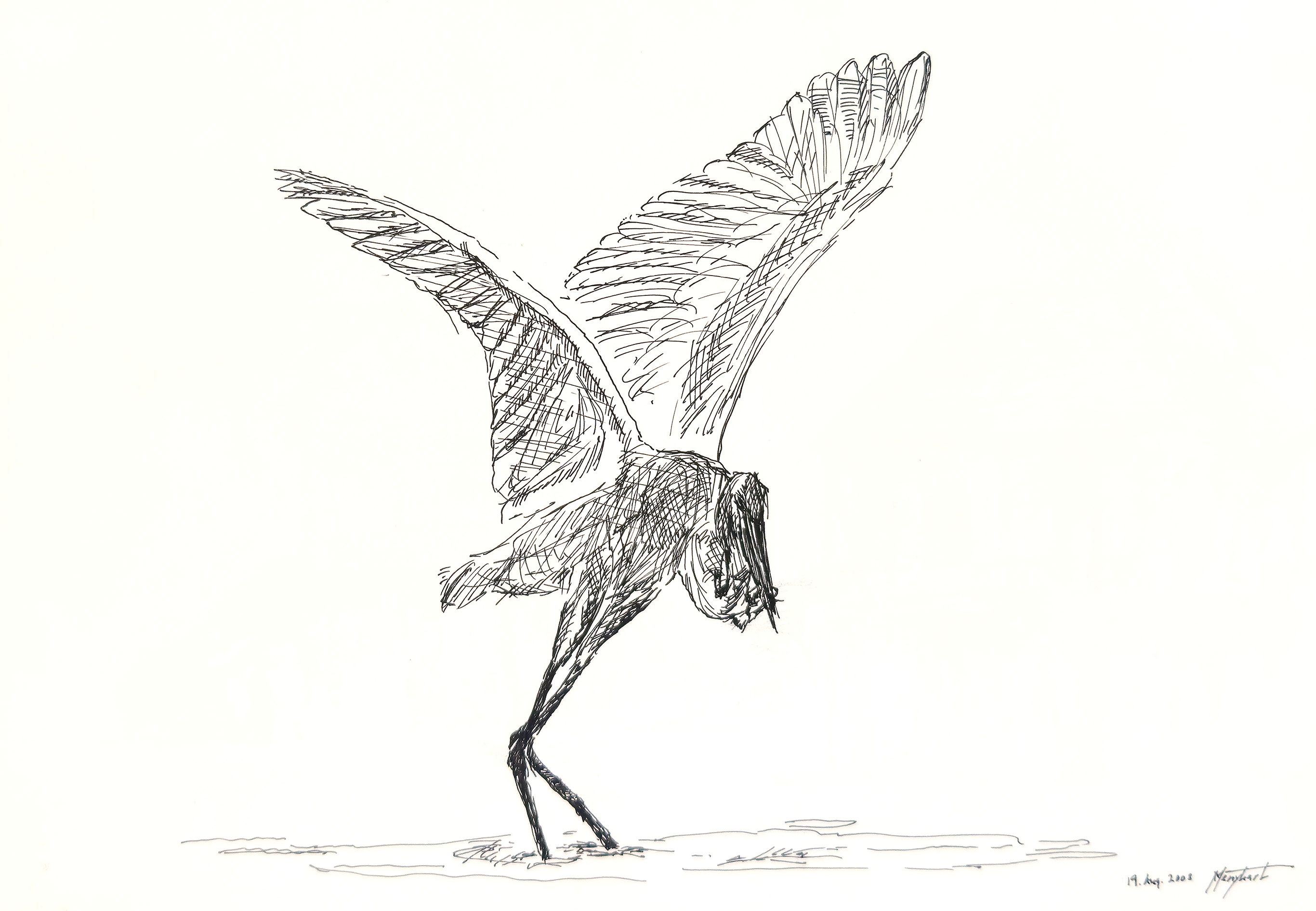 Pelican, Ink sketch, 20 x 15 cm, 2009